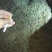 河虾活虾8只/kg以下