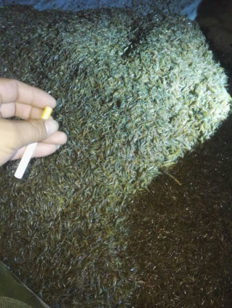 河虾活虾8只/kg以下