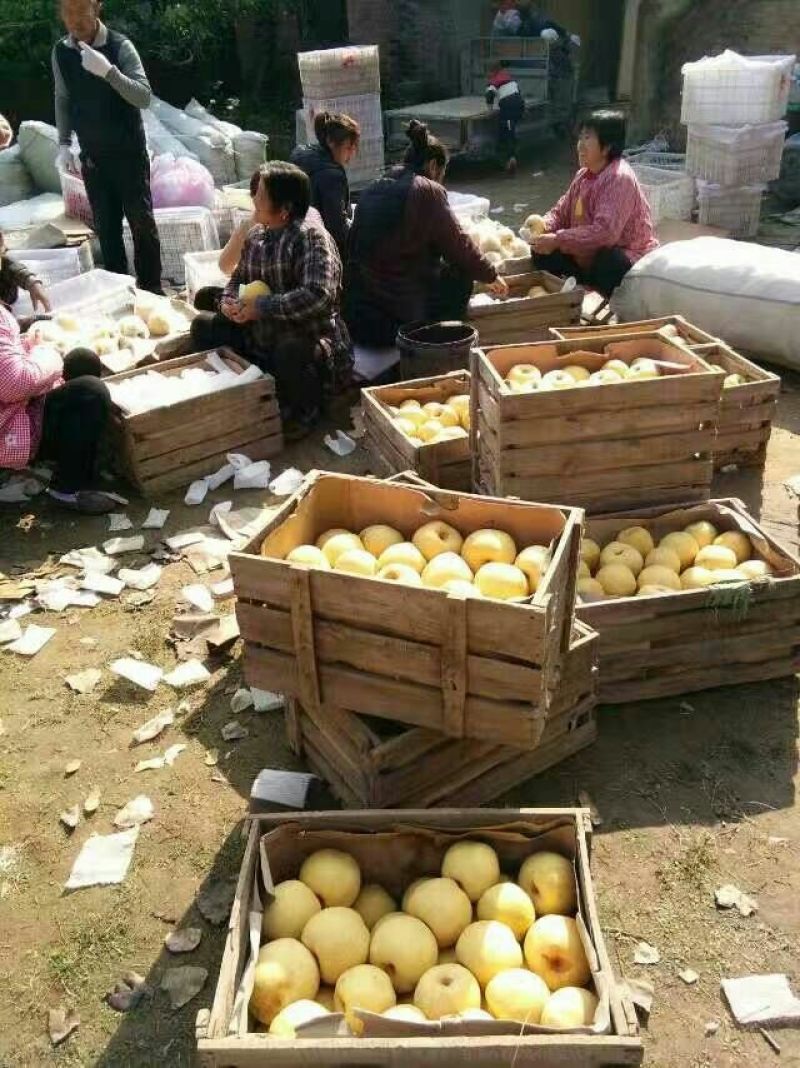 砀山梨300~350g光果
