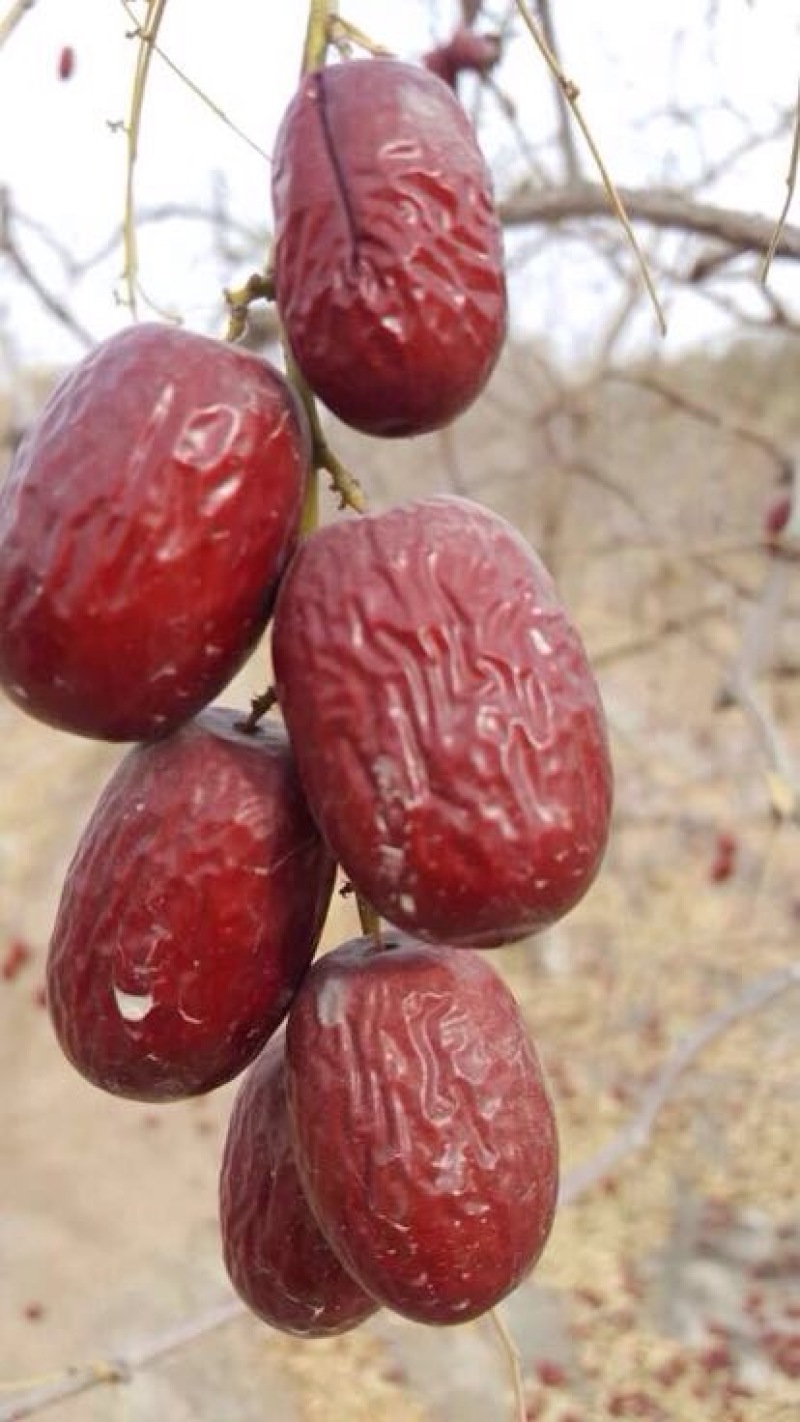 灰枣特级干枣
