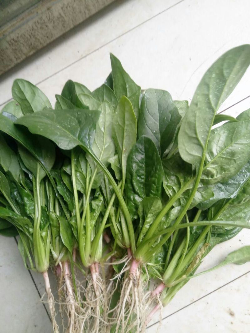 大叶菠菜15~20厘米