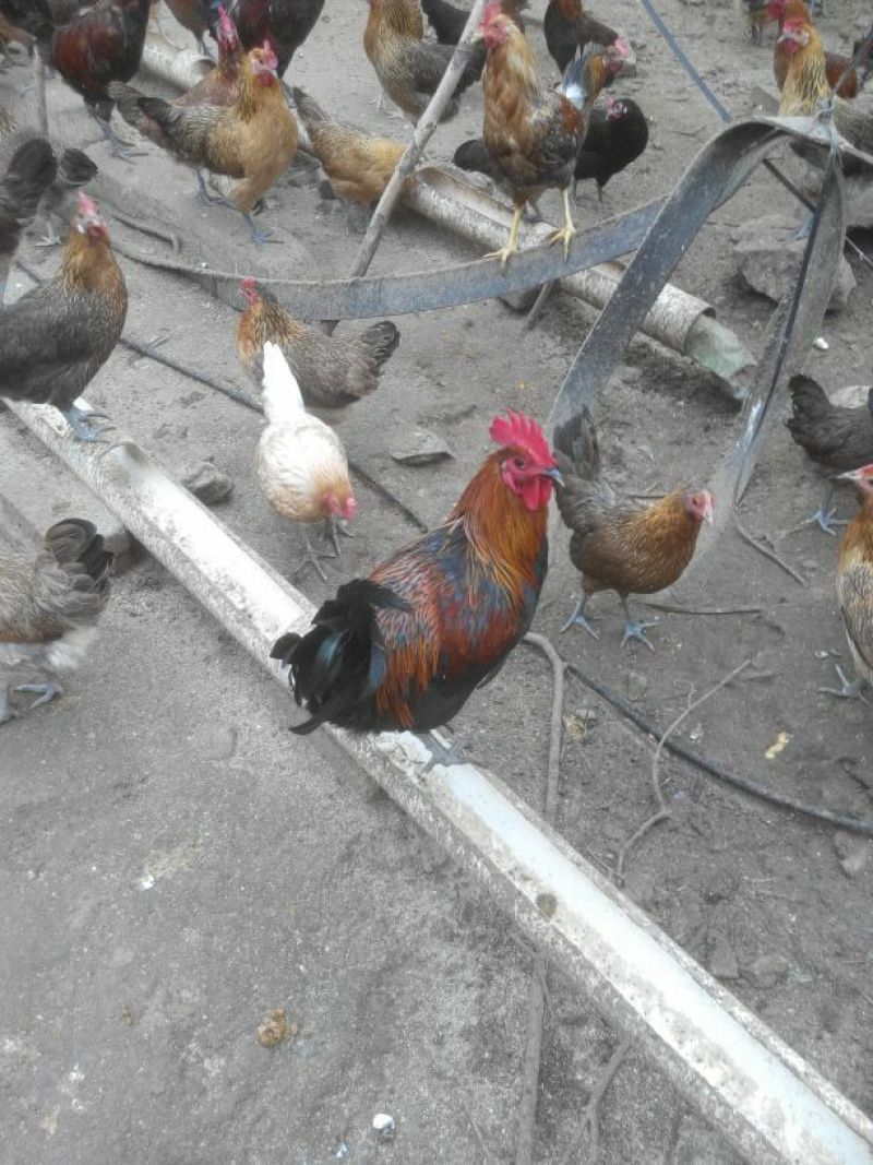 土鸡蛋食用50g以下