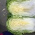 黄心白菜2-4斤秋胜，彭州冬白菜大量上市了