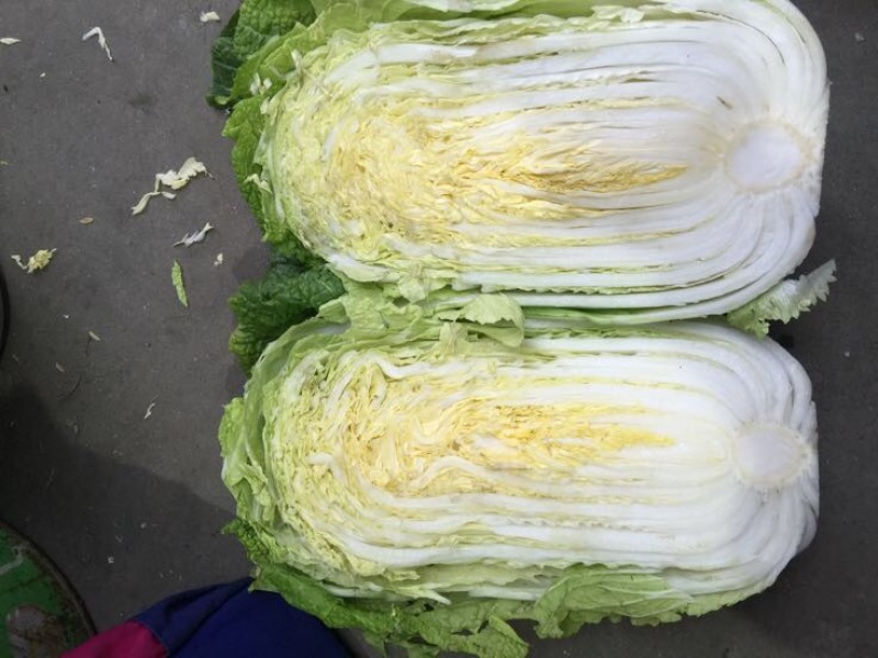 黄心白菜2-4斤秋胜，彭州冬白菜大量上市了