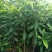 大叶女贞4cm以下
