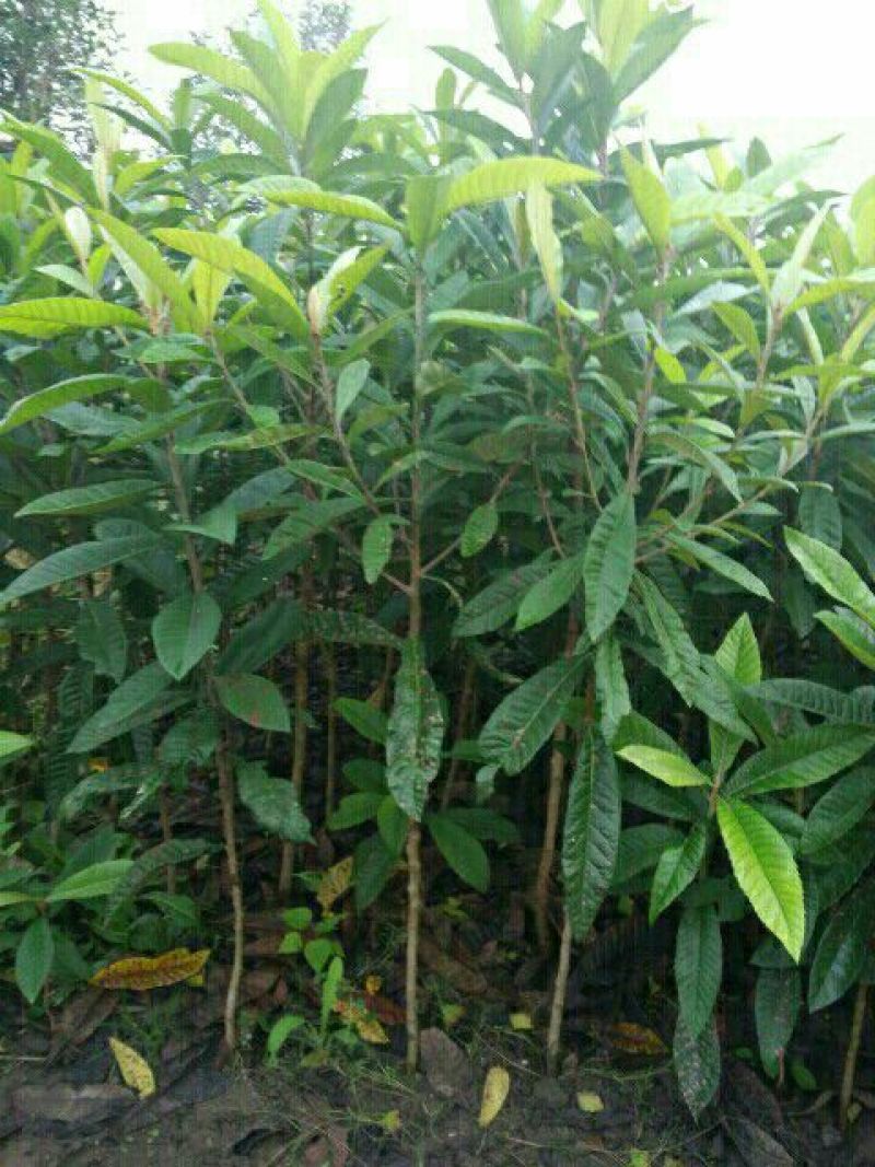 大叶女贞4cm以下