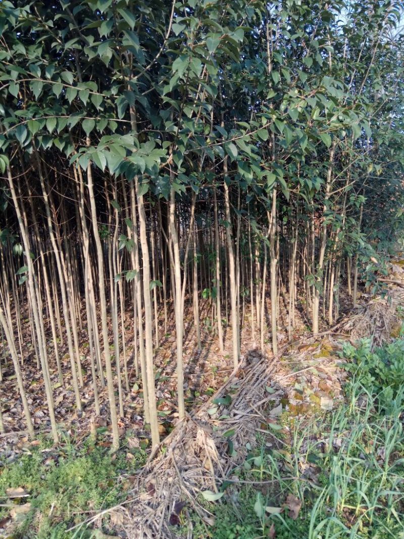 大叶女贞4cm以下