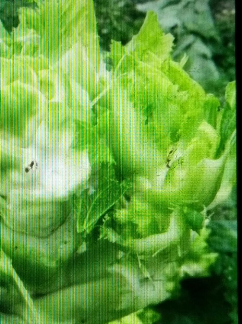 芥菜头4两以上