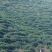 古树茶一级