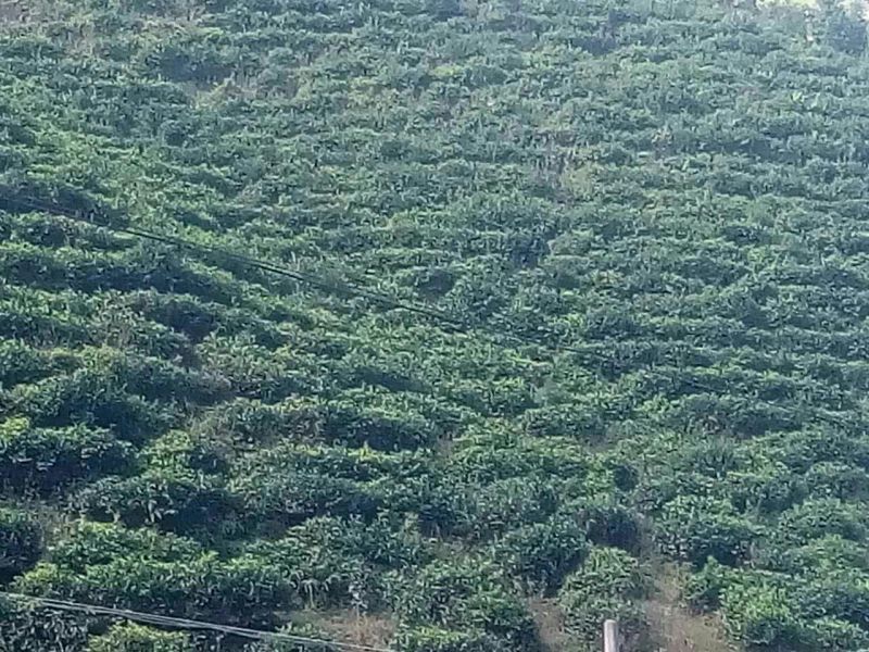 古树茶一级