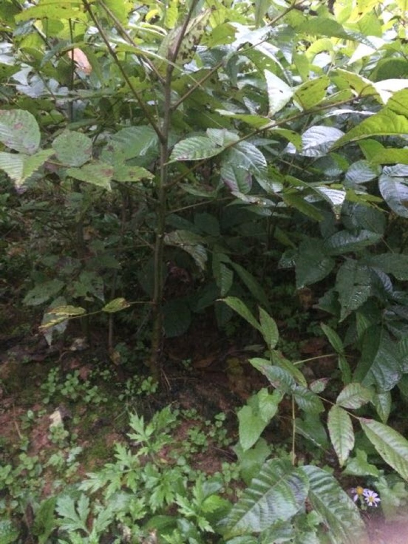 核桃树
