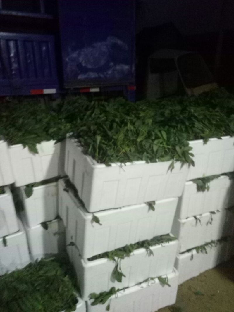 秋菠菜25~30厘米