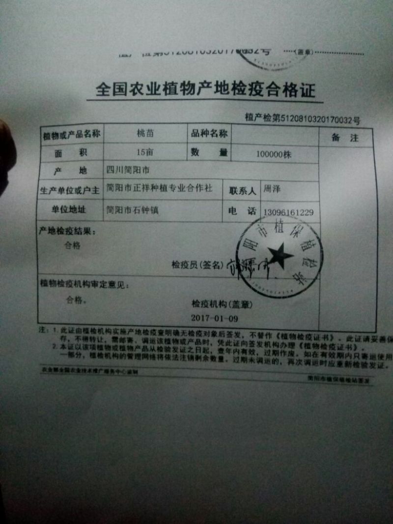 毛桃树无任何根病。