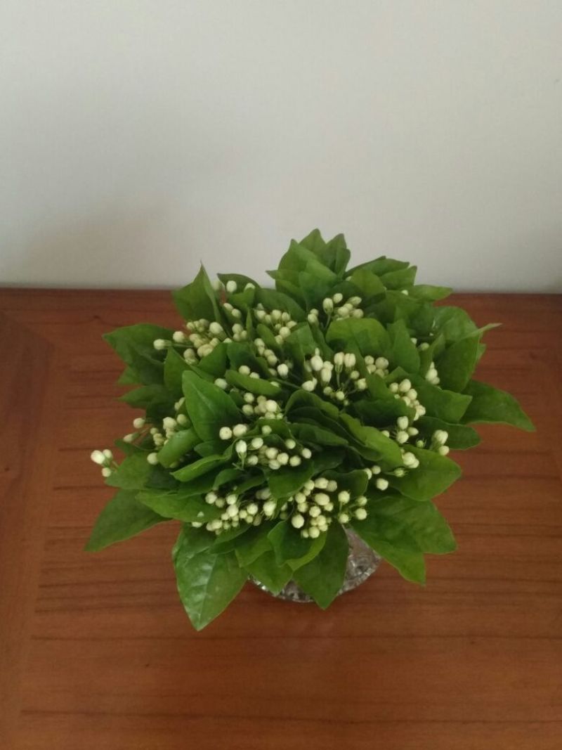 鲜切茉莉花