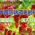 金手指葡萄苗,金手指葡萄苗基地批发带动千家万户农民致富