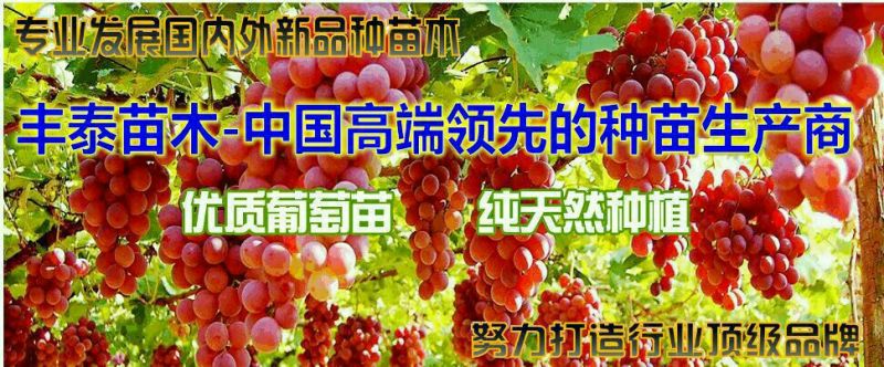 金手指葡萄苗，金手指葡萄苗基地批发带动千家万户农民致富