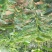柿子树苗100~150cm