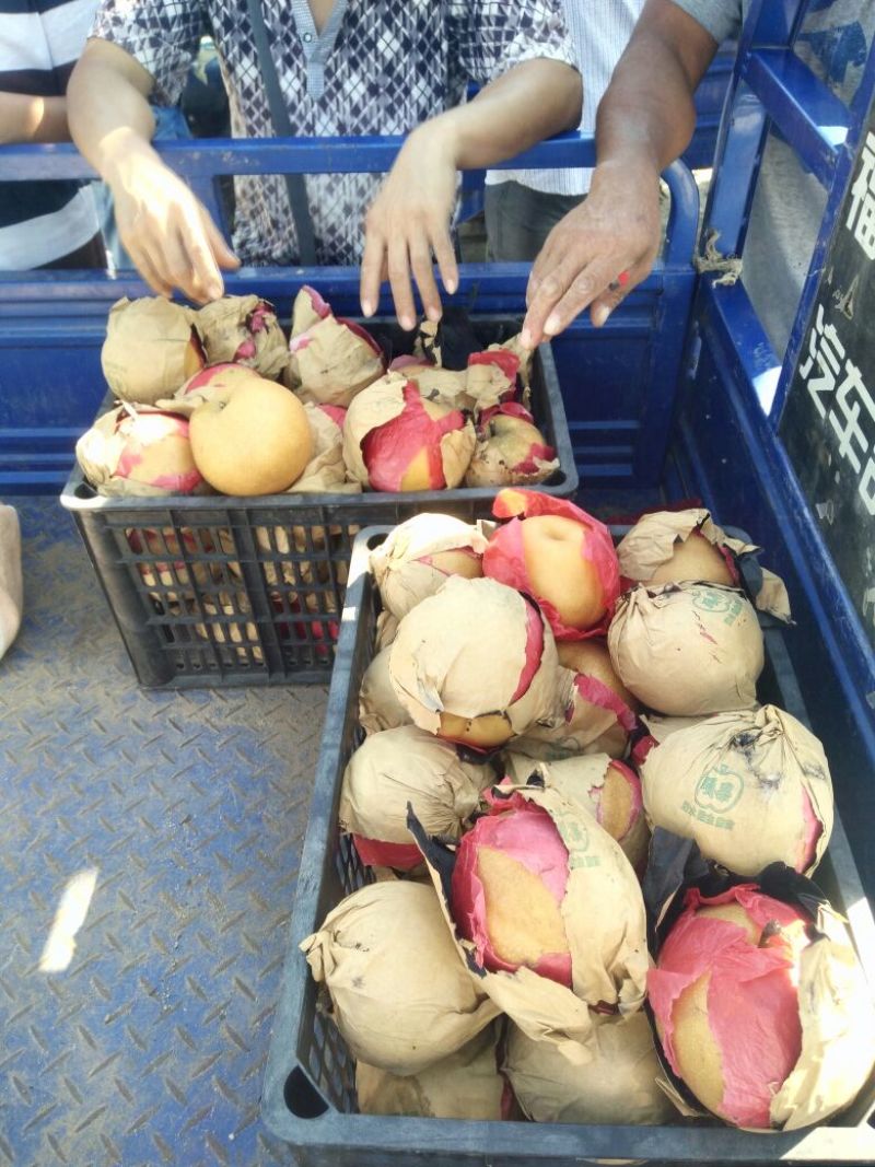 新高梨350~400g纸袋