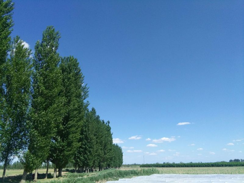 西州蜜瓜3斤以上椭圆形