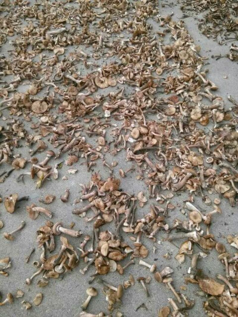 树秋菌一级