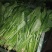 黑叶菠菜25~30厘米