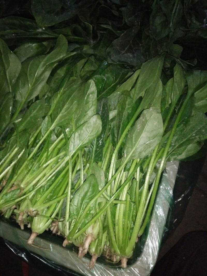 黑叶菠菜25~30厘米