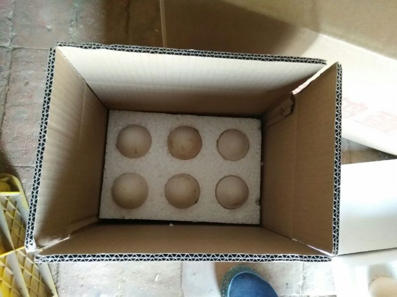【鹅蛋】正宗土鹅蛋农家新鲜散养土鹅蛋食用批发代发全国