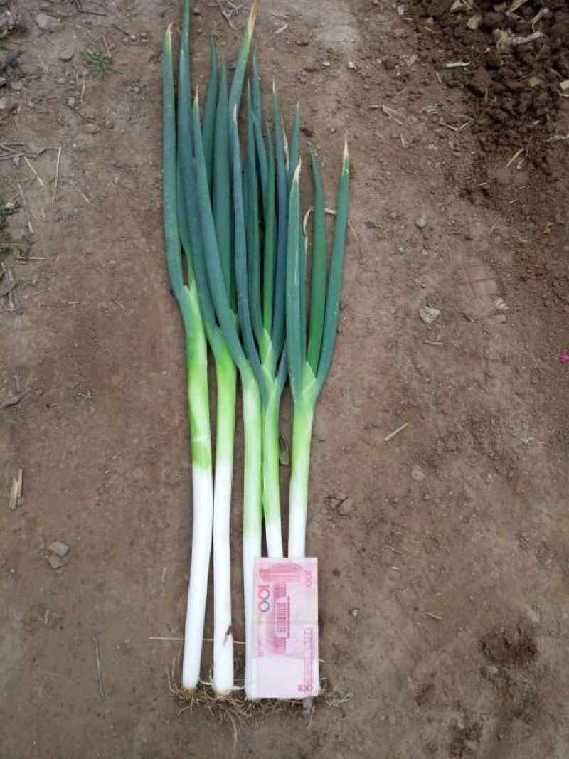 长白大葱净葱3cm左右
