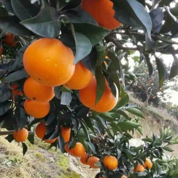 纽荷尔脐橙果园直销，无中介。包装分级上车一条龙服务