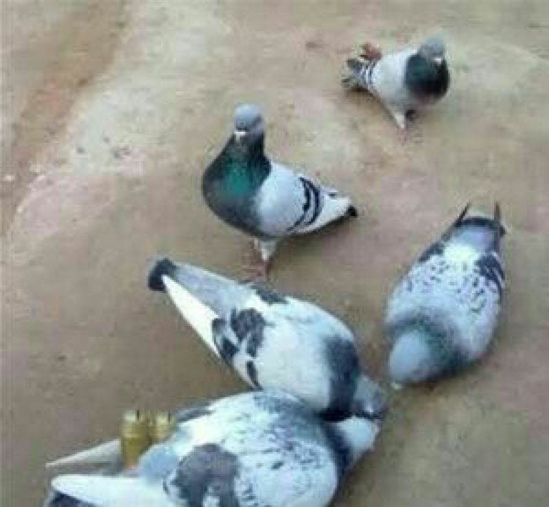 瓦灰鸽公