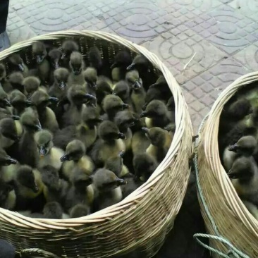 狮头鹅苗250g以下