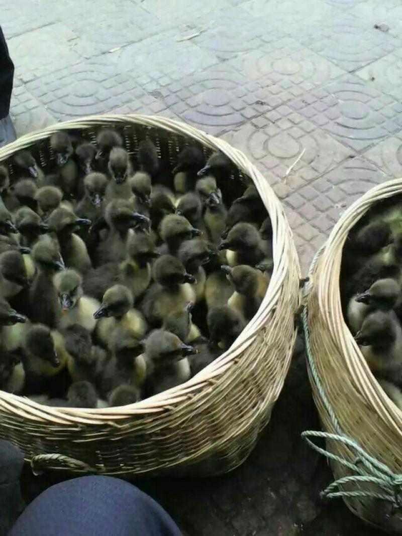 狮头鹅苗250g以下