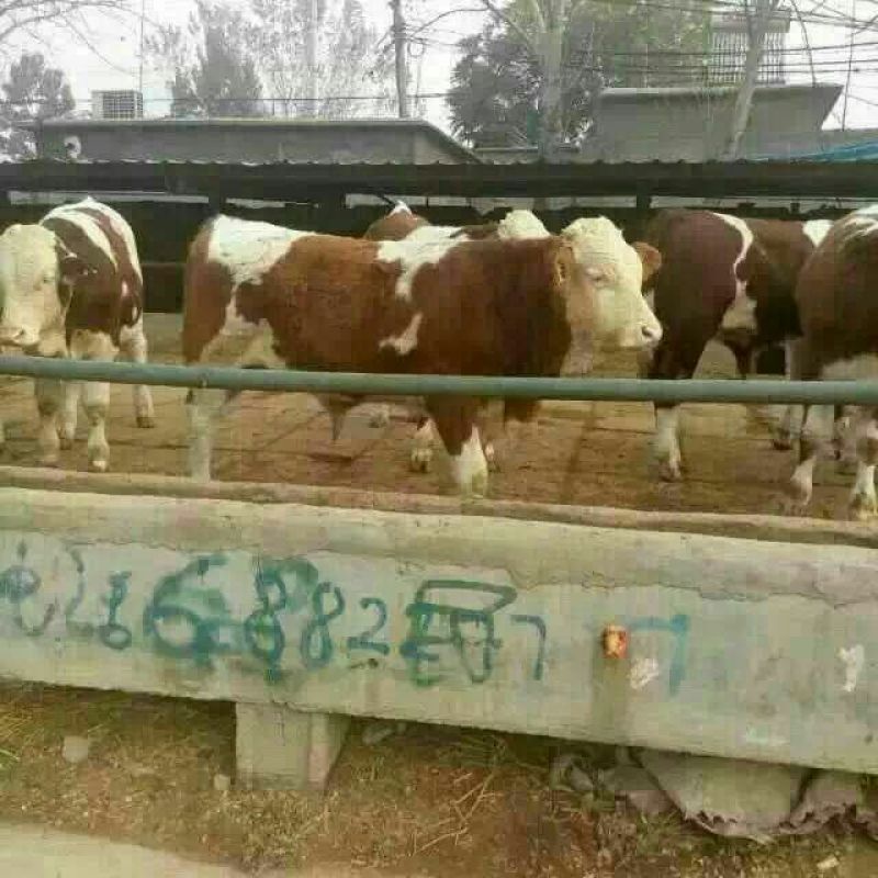 鲁西黄牛犊100~200kg