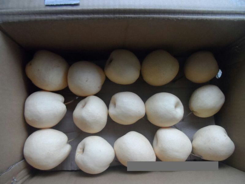 贡梨500~550g纸箱