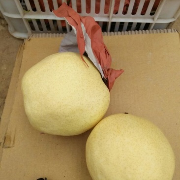 酥梨400~450g纸袋