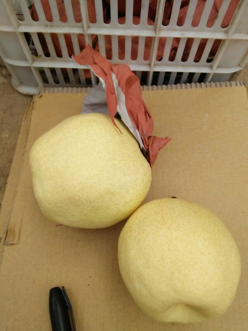 酥梨400~450g纸袋