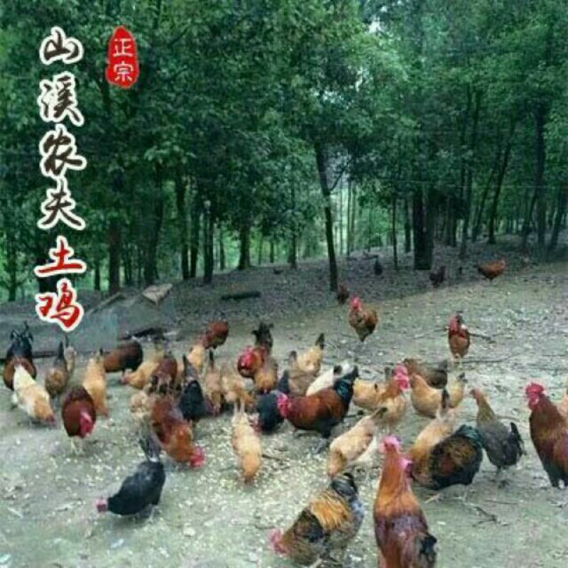 土鸡12月以上