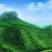 茶叶特级