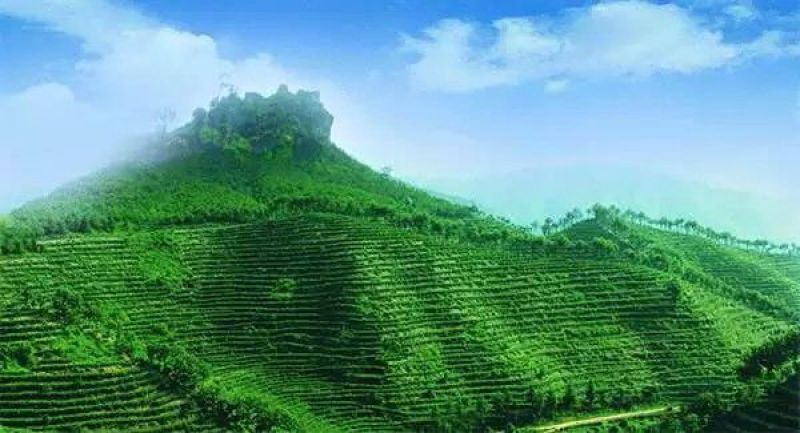 茶叶特级