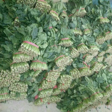 越冬菠菜20~30厘米山东省聊城市莘县基地直供