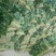 越冬菠菜20~30厘米山东省聊城市莘县基地直供