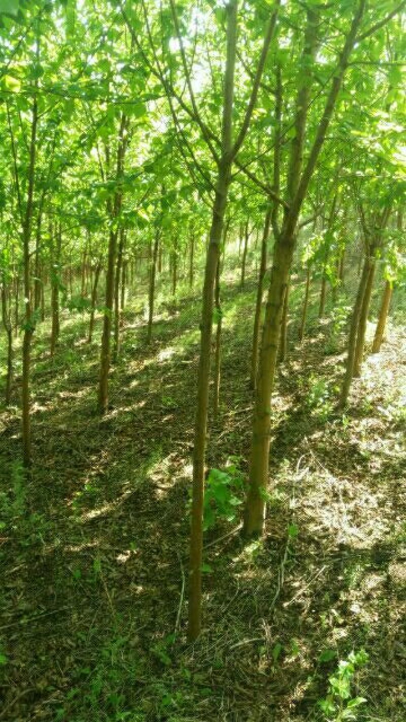 连翘苗30~40cm