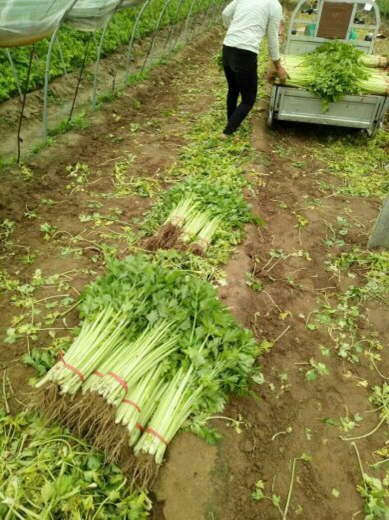 芹菜50cm以上