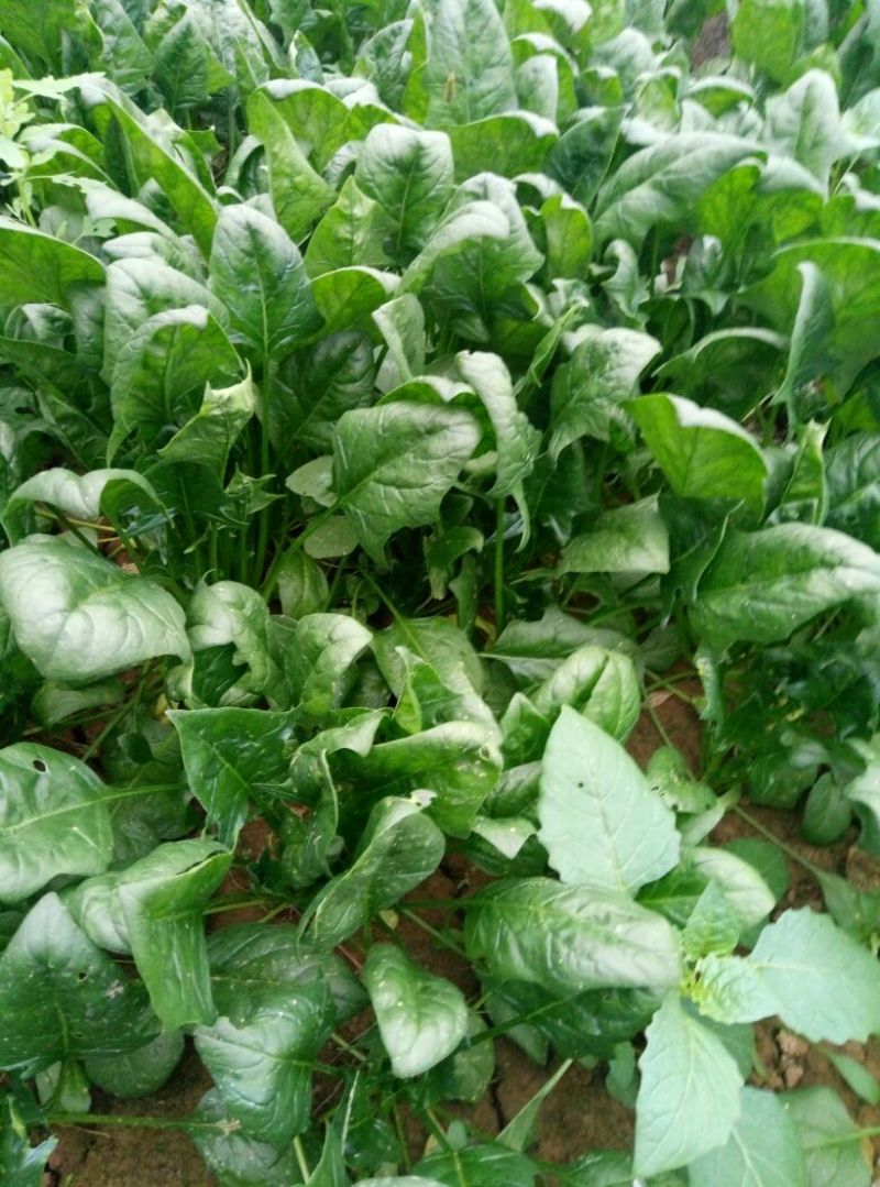 越冬菠菜15~20厘米