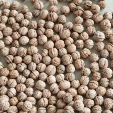 脱皮核桃30mm以上去皮