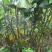 芭蕉芋淀粉散装