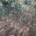 山楂树6~8cm2.5~3米