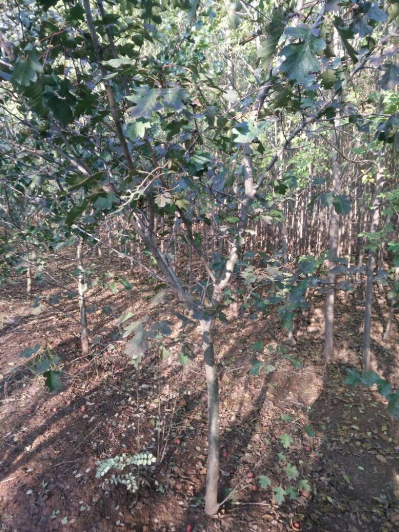 山楂树6~8cm2.5~3米