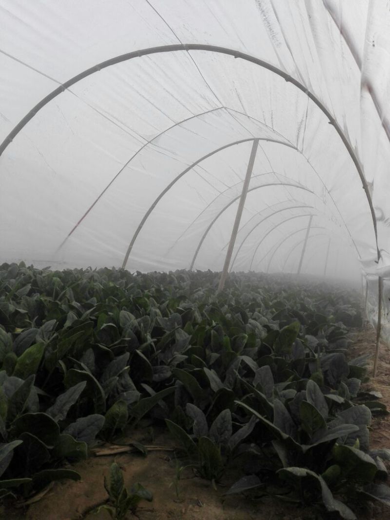 名门菠菜20~25厘米
