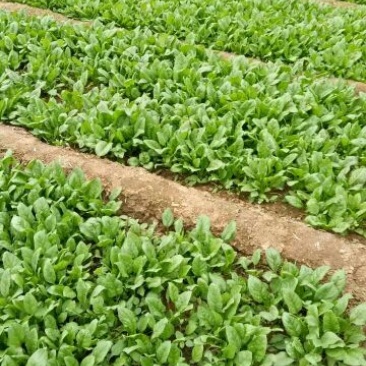 秋菠菜15~20厘米